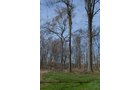 Property photo 162 - REAL ESTATE & PERSONAL PROPERTY AUCTION, 140 Acres offered in 8 Tracts or Combinations in Steuben County